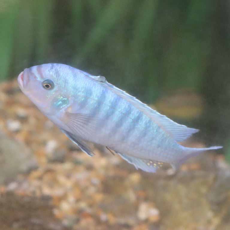 Cobalt Blue Zebra Cichlid