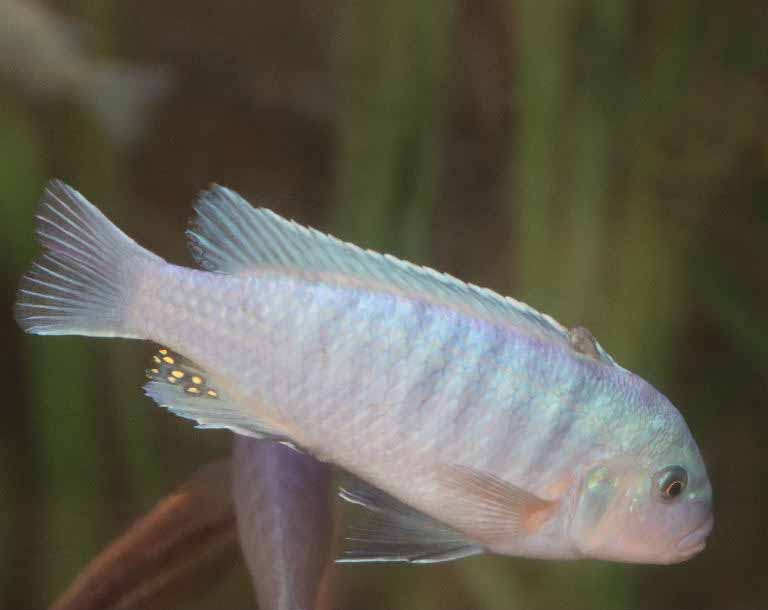 Cobalt Blue Zebra Cichlid