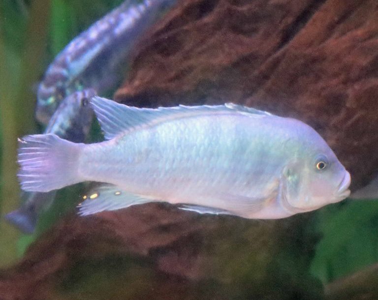 Cobalt Blue Zebra Cichlid