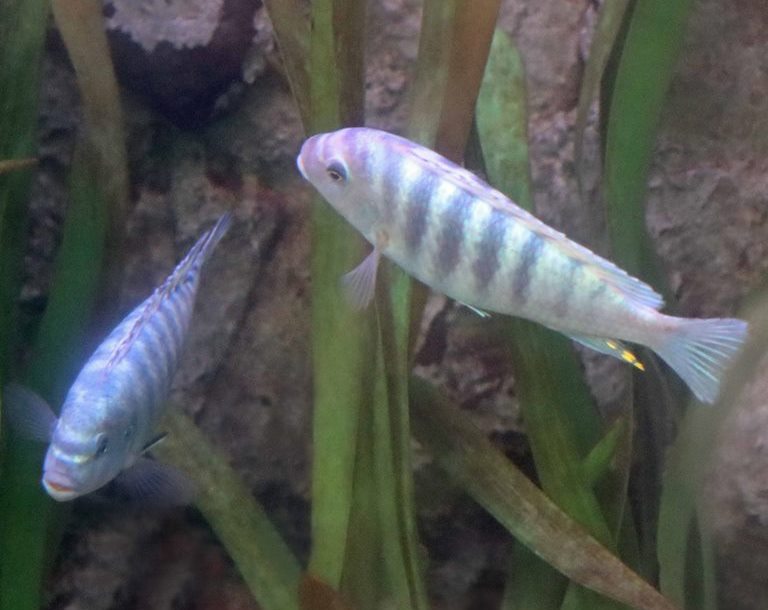 Cobalt Blue Zebra Cichlid