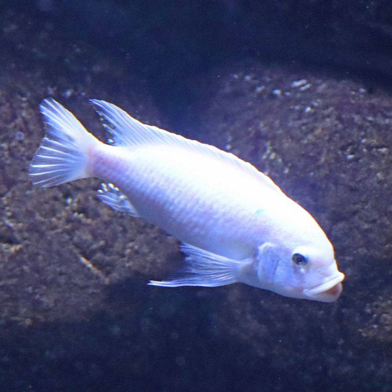 Pearl white Cobalt Blue Zebra Cichlid