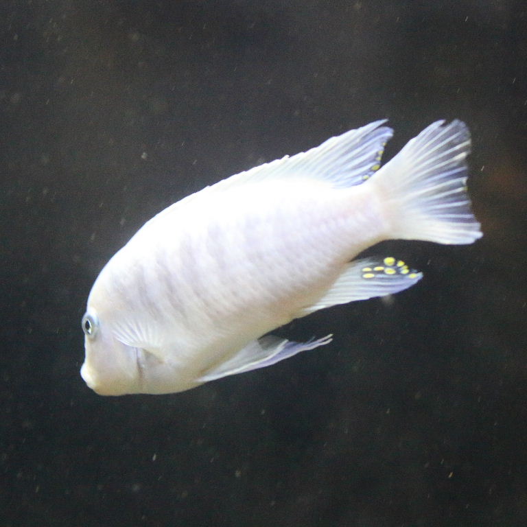 Pearl white Cobalt Blue Zebra