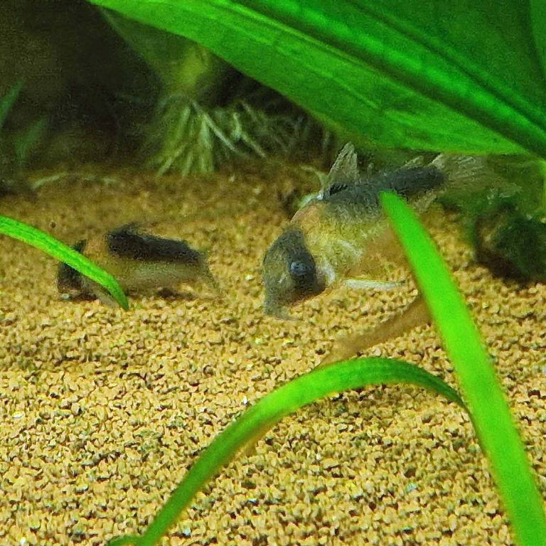 Adolfo's Corydoras