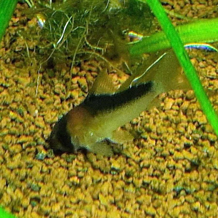 Adolfo's Corydoras