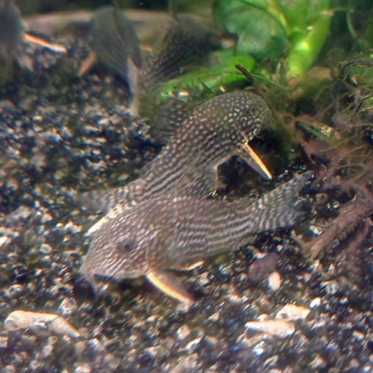 Sterba's Corydoras