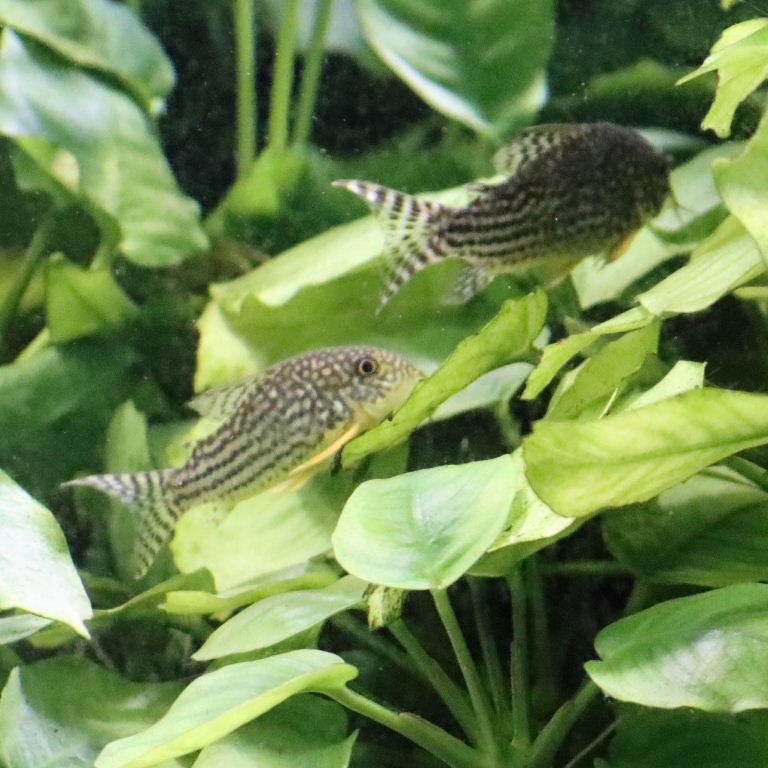 Sterba's Corydoras