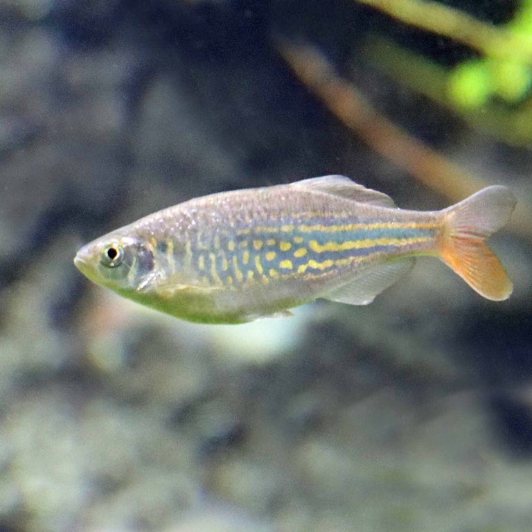 Blood Tail Danio