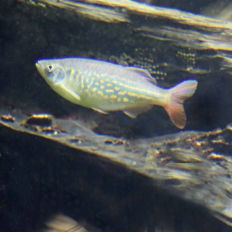 Blood Tail Danio