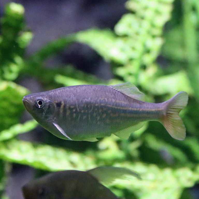 Blood Tail Danio