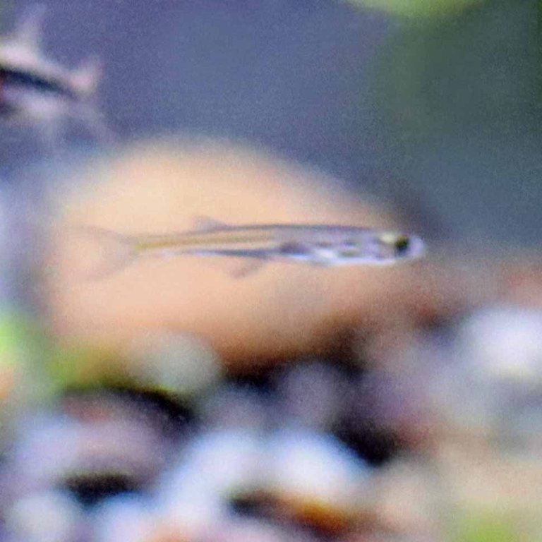 Jorai Glass Barb/Danio