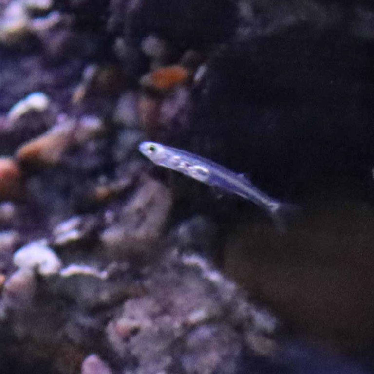 Jorai Glass Barb/Danio