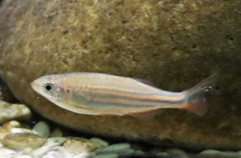 Malabar Danio