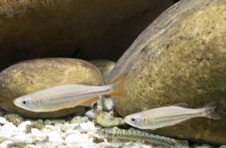 Malabar Danio and Galaxy Loach