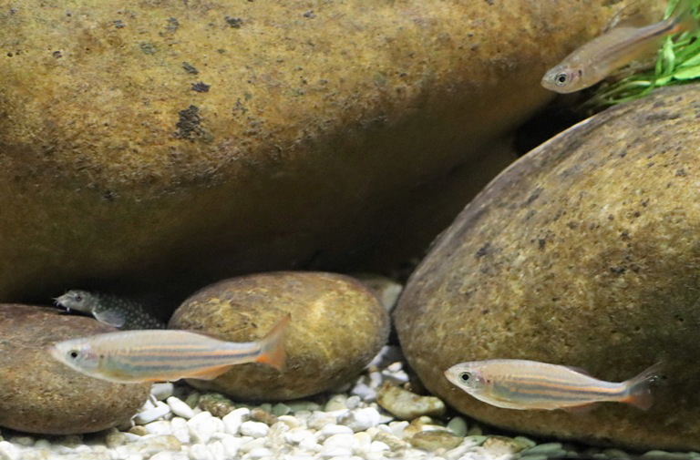 Malabar Danio and Galaxy Loach