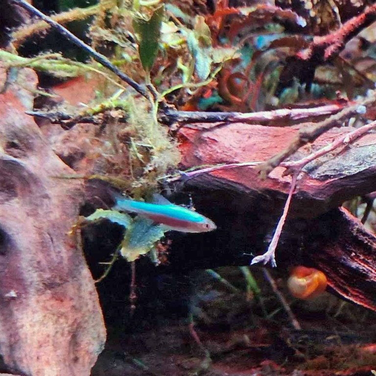 Neon Blue Tiny Danio