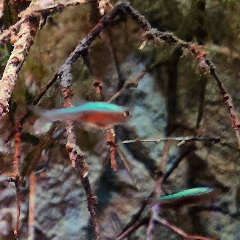 Neon Blue Tiny Danio