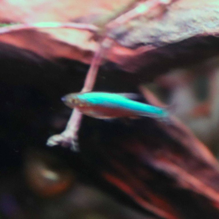 Neon Blue Tiny Danio