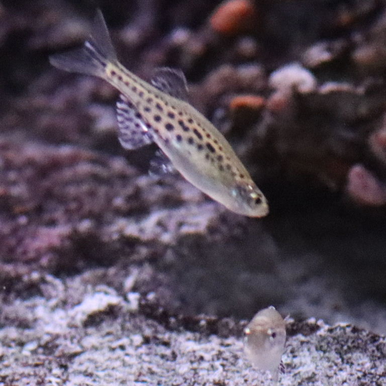 Gold Ring Danio