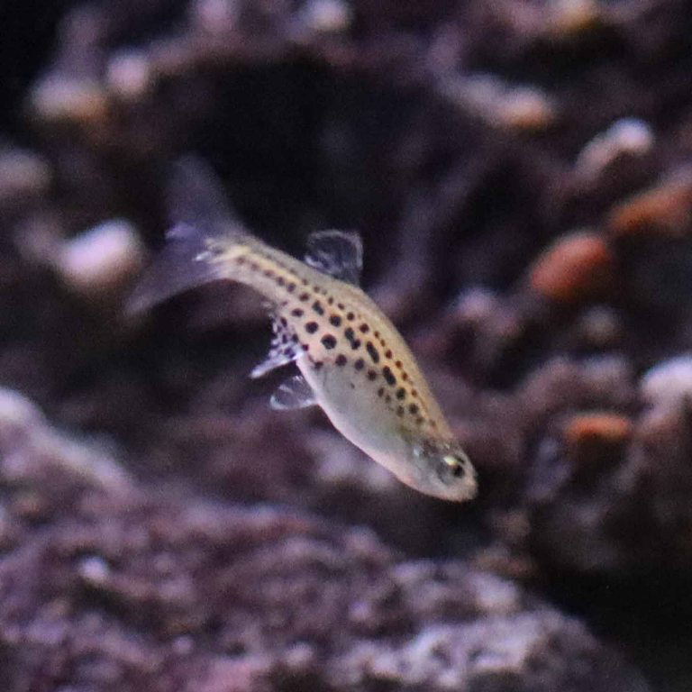 Gold Ring Danio