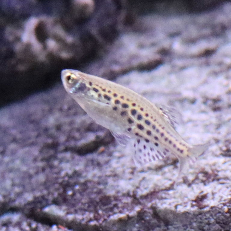 Gold Ring Danio