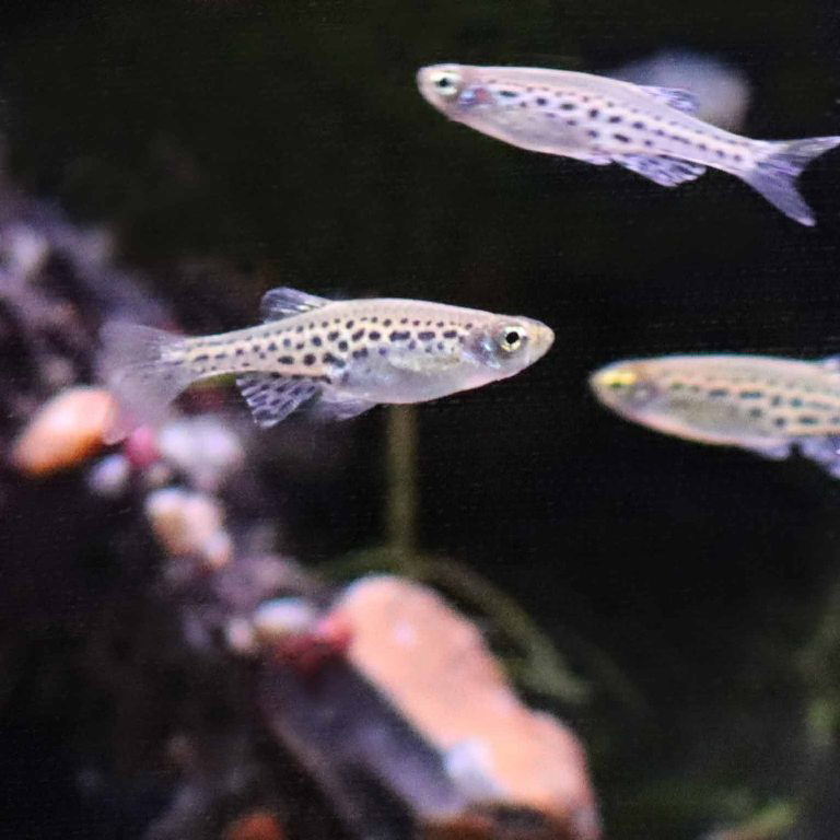 Gold Ring Danio