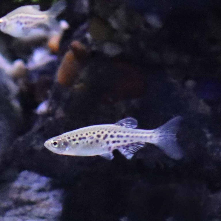 Gold Ring Danio