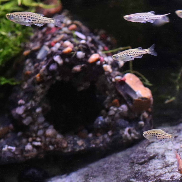 Gold Ring Danio