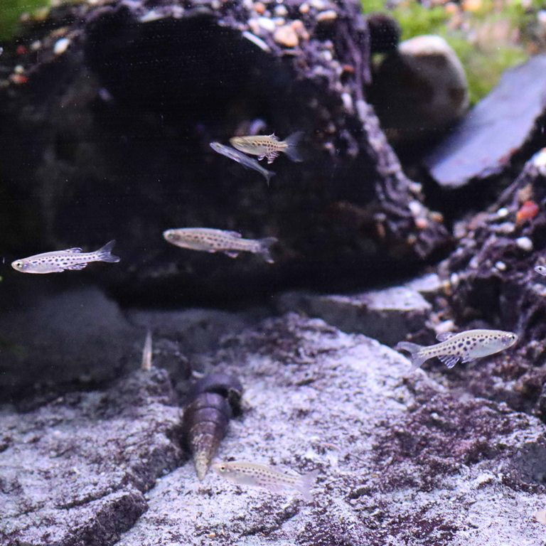 Gold Ring Danio