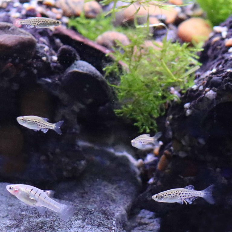 Gold Ring Danio