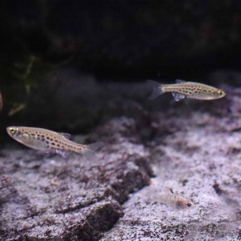 Gold Ring Danio