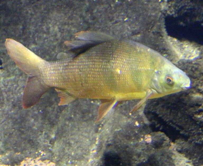 Six-banded Distichodus