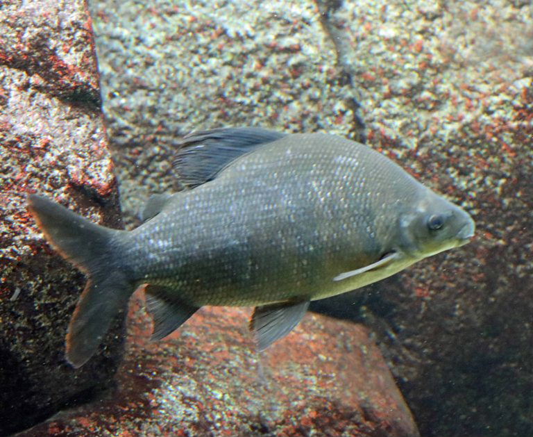 Six-banded Distichodus