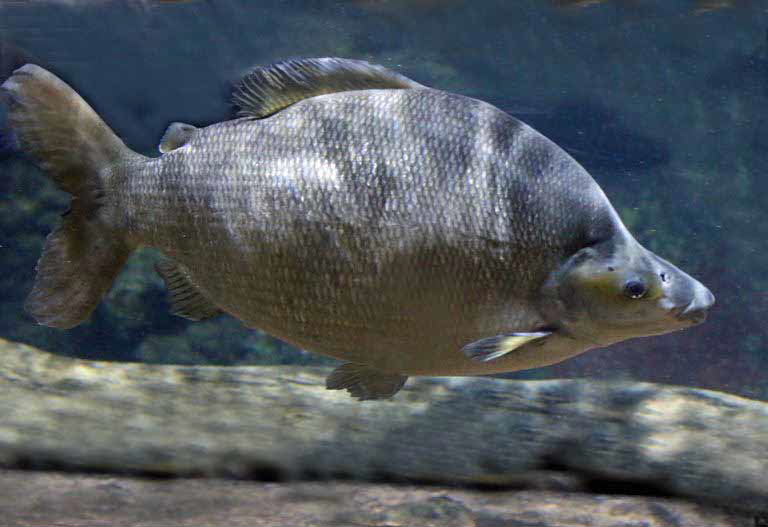 Long-nosed Distichodus