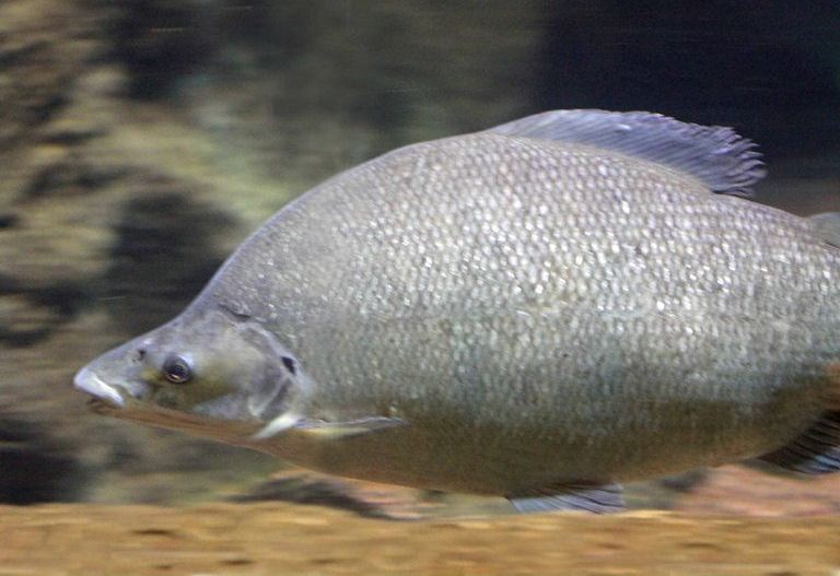 Long-nosed Distichodus