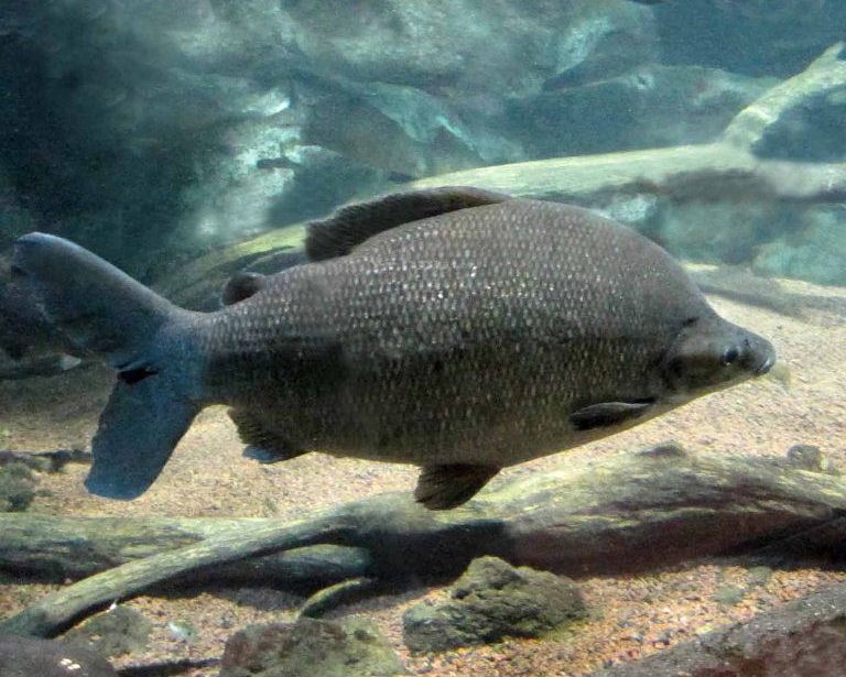 Long-nosed Distichodus