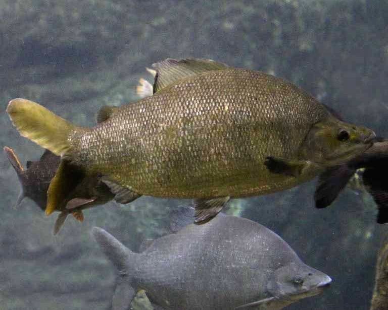 Long-nosed Distichodus