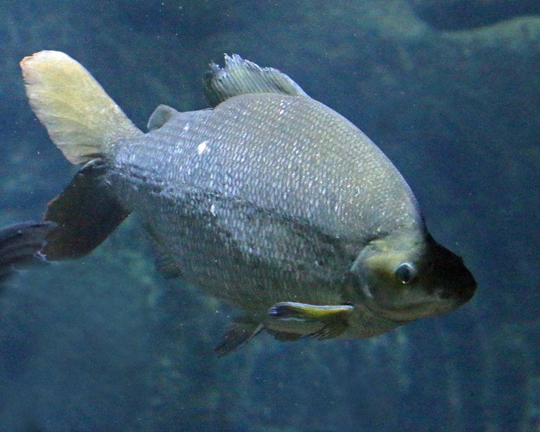Long-nosed Distichodus