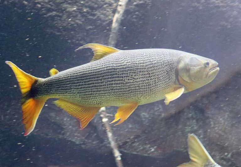 Golden Dorado