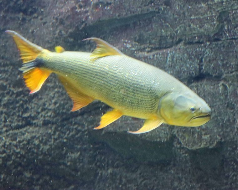 Golden Dorado