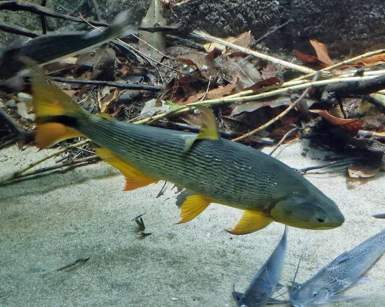 Golden Dorado
