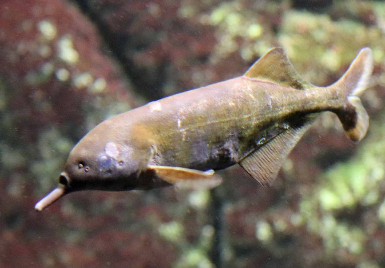 Elephantnose Fish