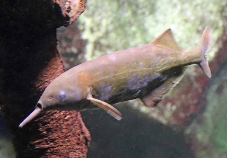 Elephantnose Fish