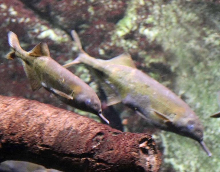 Elephantnose Fish