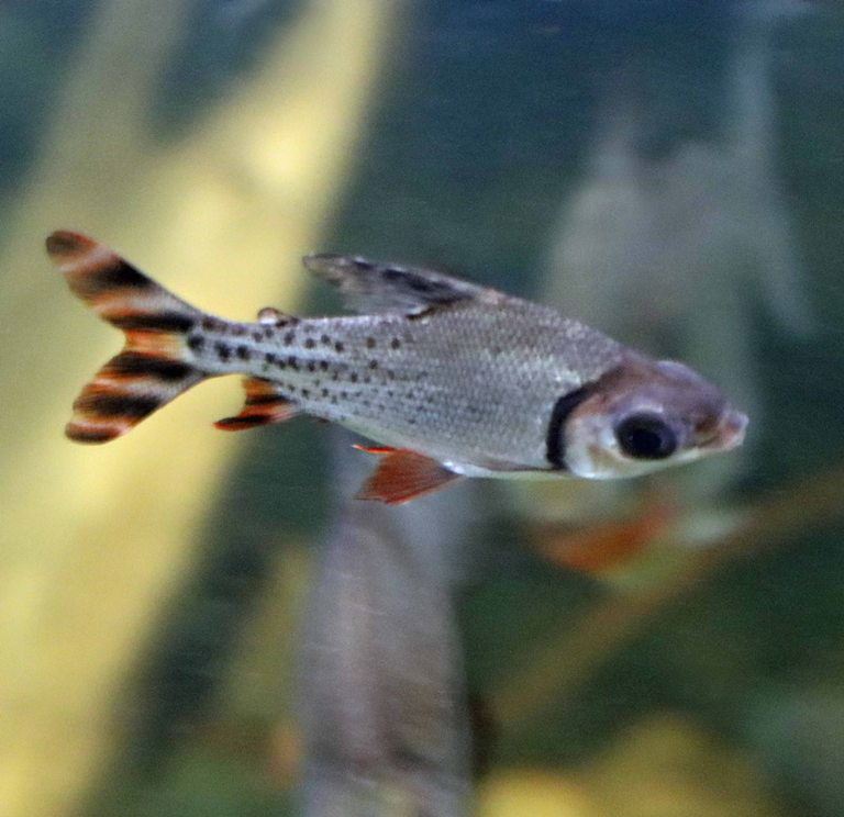 Silver Prochilodus juvenile