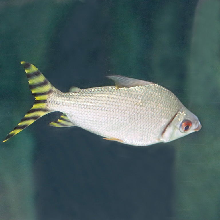 Silver Prochilodus, yellow morph