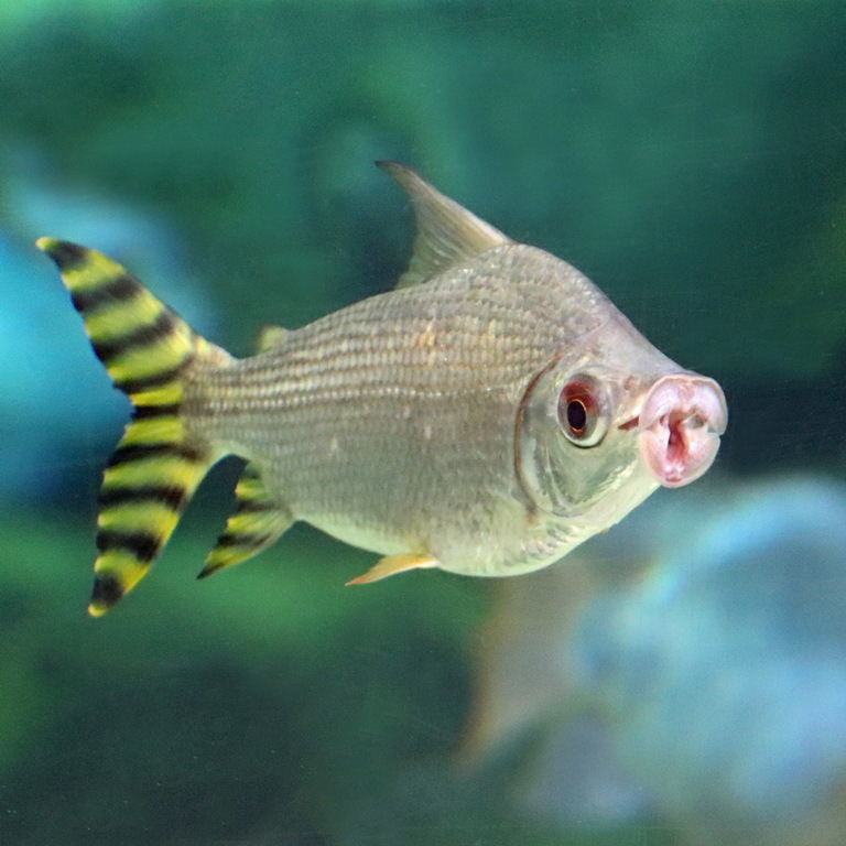 Silver Prochilodus, yellow morph