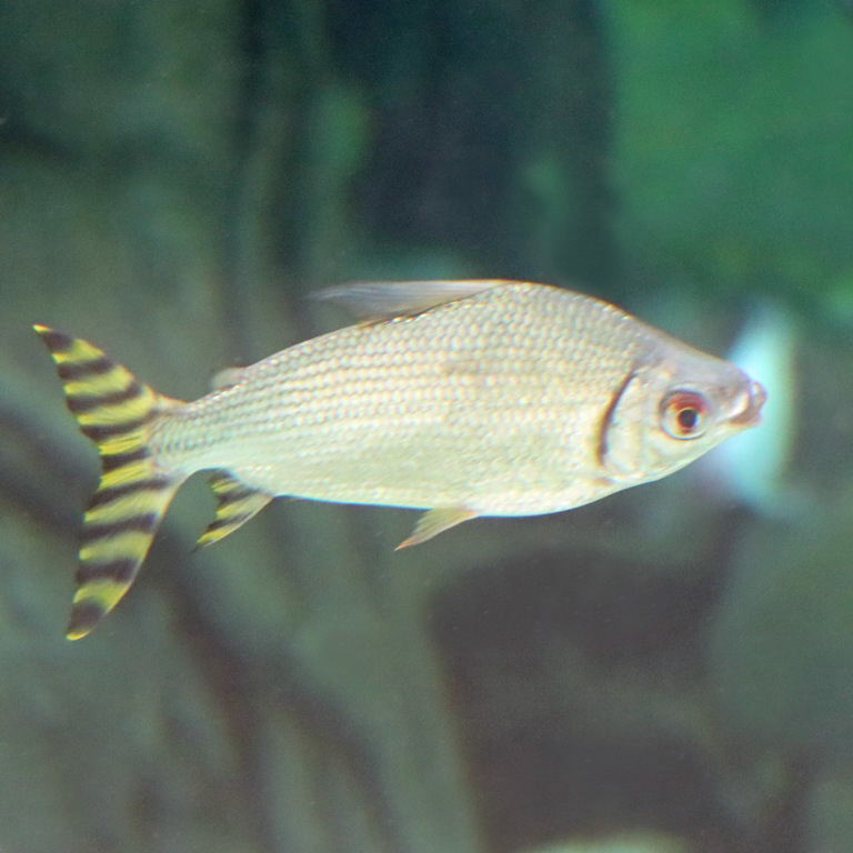 Silver Prochilodus, yellow morph