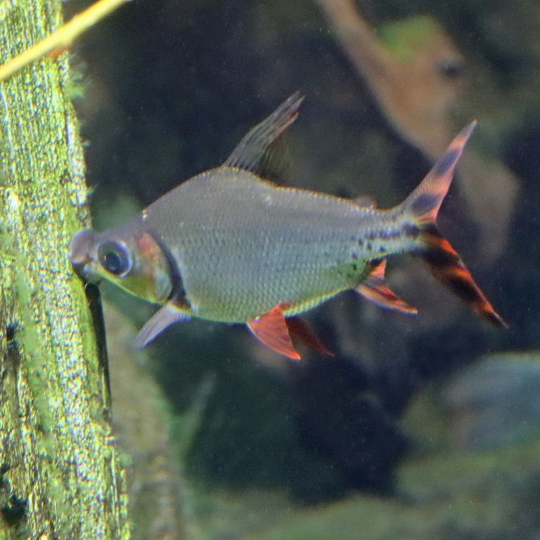Silver Prochilodus