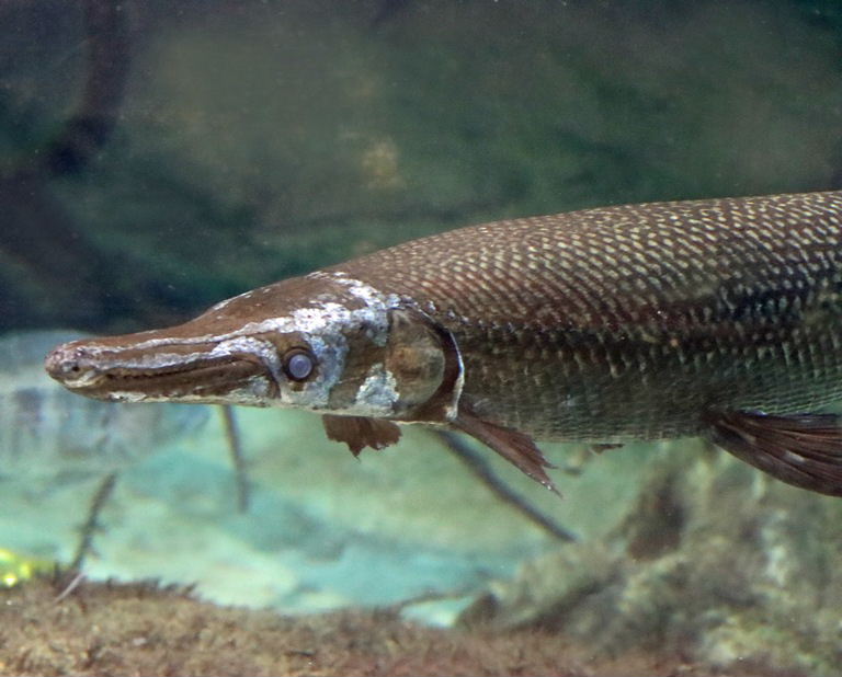 Alligator Gar