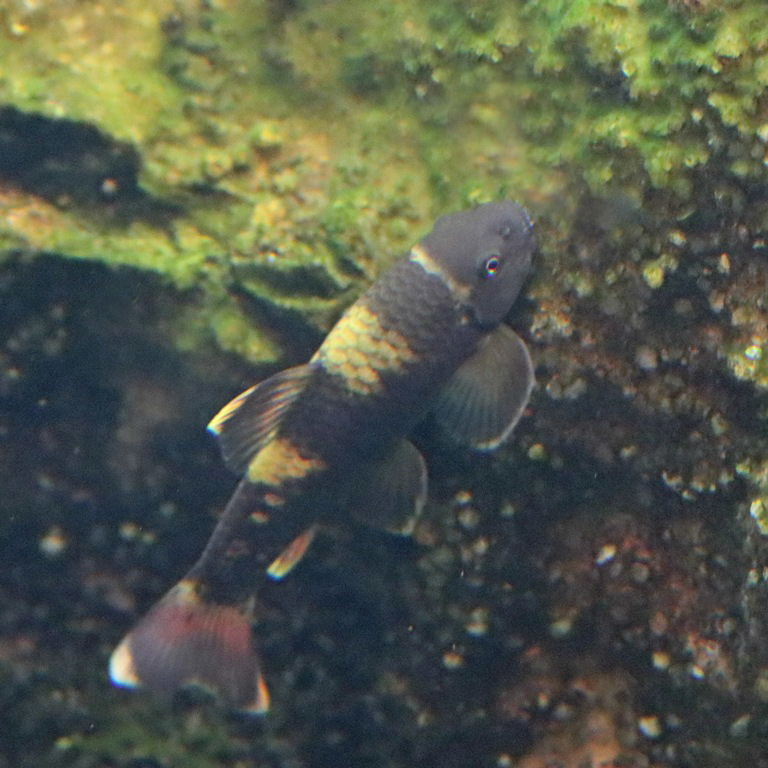 Panda Garra